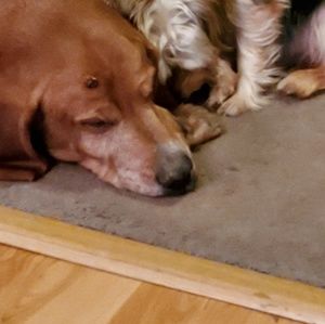 Meet your Posher, Cindy